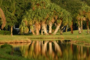 Palms Reflecting in pond at Sunrise