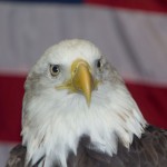 Eagle-1