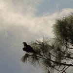 Female Eagle-1