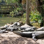 Alligators, Brevard Zoo c. J. P. Mahon, 2013