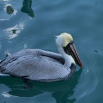 Pelican c. J. P. Mahon