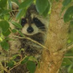 Raccoon hiding in tree