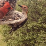 Cardinal Greets Woodpecker