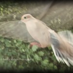 Mourning Dove of Peace