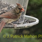 Cardinal on my feeder
