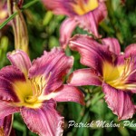 Merton--These day lilies are saints praising God.
